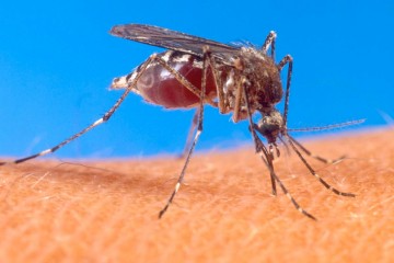 Hancock lab tackles malaria by modulating innate immunity