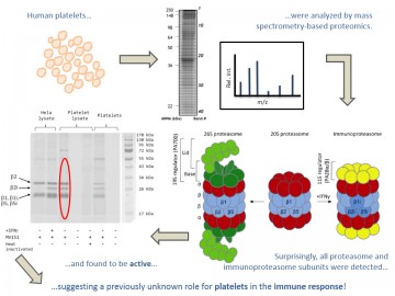 Beyond clotting: Platelets have active immunoproteasomes!