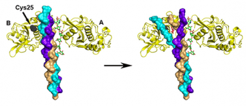 Bromme lab discovers collagen degradation mechanisms – potential targets for osteoporosis?