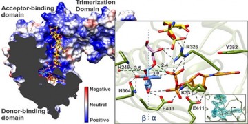 Deciphering the ‘Glycocode’ of methicillin resistant S. aureus