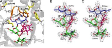 Kizhakkedathu and Withers Make Breakthrough in the Pursuit of Universal Blood