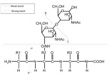 “Measure twice, cut once” – in proteomics, speed is not everything.