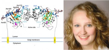 Insight into tumor metastasis: inner workings of the sialyltransferases