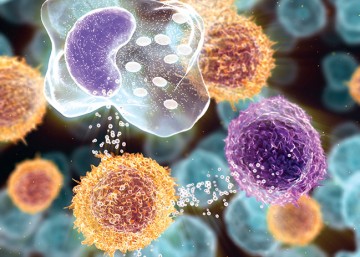 Let Rare Mutations Speak: Novel Mechanisms in Immune System Regulation
