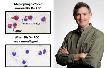 Red Blood Cell masquerade: polymer-mediated immunocamouflage provides Rh D antigen-safe blood