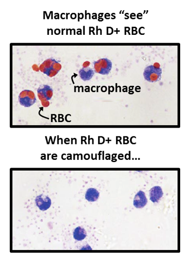 Red Blood Cell masquerade: polymer-mediated immunocamouflage provides ...
