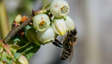 Bee Research in the ‘omics Era: Unlocking a Troublesome Genome