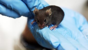 Bromme Lab Makes an Osteoporosis Mouse Model that is More Similar to Humans