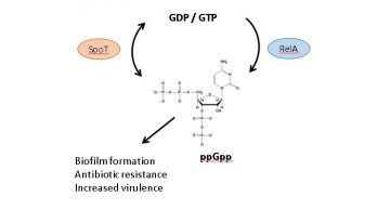 Hancock Lab Demonstrates the Role of a Bacterial Starvation Response in Wound Infections