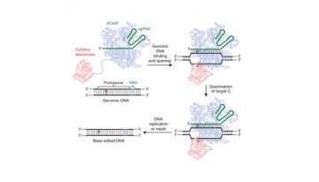 Permanence and Promise in Germline Engineering – Part 1