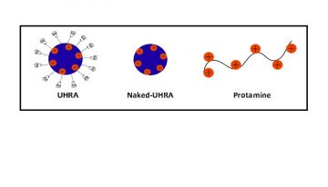 Rational Design of Universal Heparin Reversal Agent (UHRA) Makes it a Highly Specific Antidote to Heparins