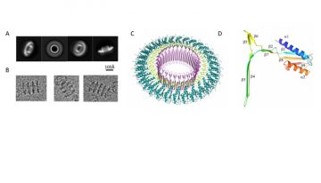 Feeding the Spore: A Molecular Structure of the SpoIIIAG Channel from Bacillus subtilis