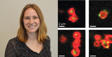 Creating Platelets 2.0: Stronger, Faster, and with Twice the Life-saving Power