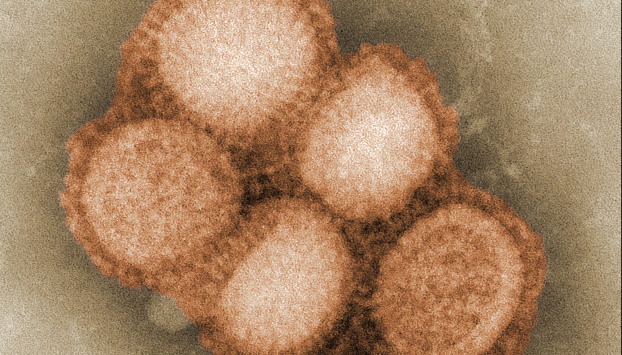 Host Tissue Factor On The Virus Envelope A New Antiviral Target