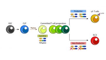 Challenging the dogma of innate lymphoid cell (ILC) development