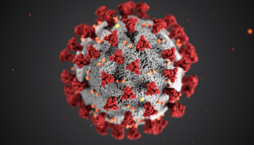 Illustration of a coronavirus, with spikes surrounding a ball. The spikes that adorn the outer surface of the virus look like a crown or "corona" when viewed electron microscopically.