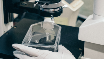 A gloved hand preparing a stem cell culture for analysis.