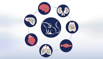 In illustrated style, a ring of circles with illustrated organs surrounding a circle in the middle with a mouse illustration. The circles in the outside ring have stylized drawings of organs like the lungs, the brain, and the heart.