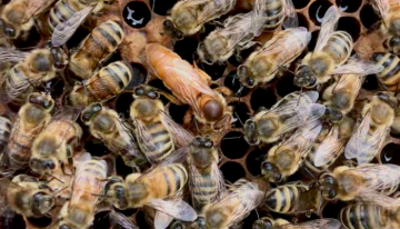 Bee photo with queen in middle. Photo by Dr. Alison McAfee.