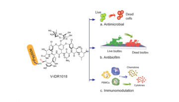 A novel antibiotic-host defense peptide conjugate with multiple talents