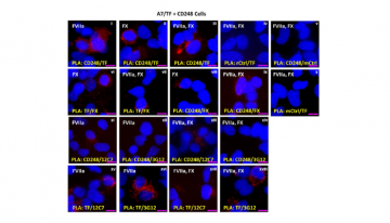 Structure of proximity ligation assay (PLA) using paired antibodies (in yellow) on A7/TF + CD248 cells with mixed pairings of FX and FVIIa (in white).