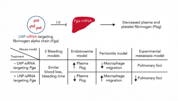 Fine-tuning fibrin(ogen)