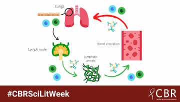Immune cells circulate through the blood, peripheral tissues, lymphatics and lymph nodes to patrol for and respond to signs of infection.