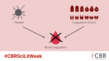 Platelets and coagulation factors work together to stop bleeding