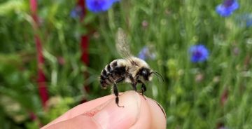 Hot bees are dead bees