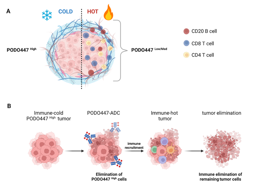 Hotwire the Cure: Turning Cold Tumors Hot - Centre for Blood Research